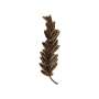 Palme Ordonnance Bronze